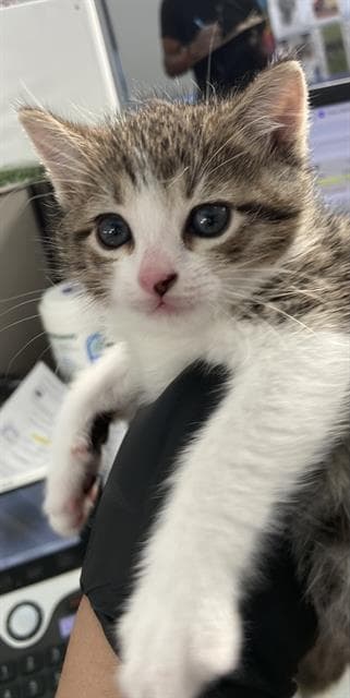 Dipper - Domestic Short Hair