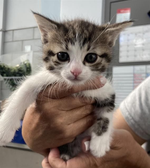 Mabel - Domestic Short Hair