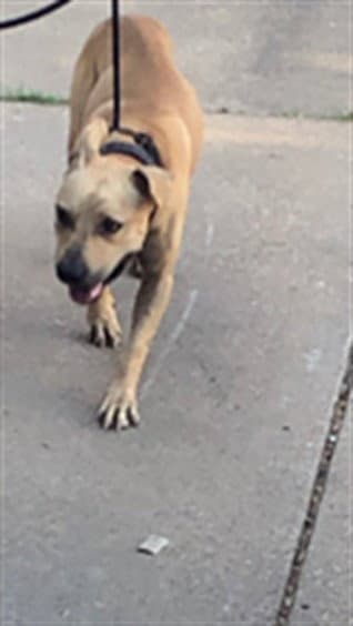 King - Pit Bull Terrier