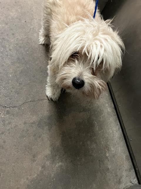 Wookie - Maltese