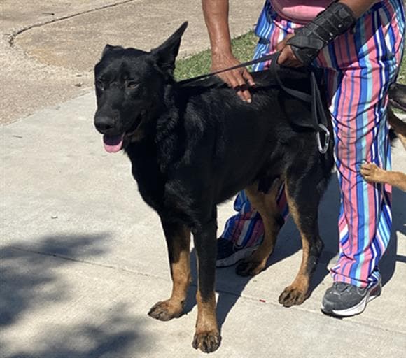 Black - German Shepherd Dog