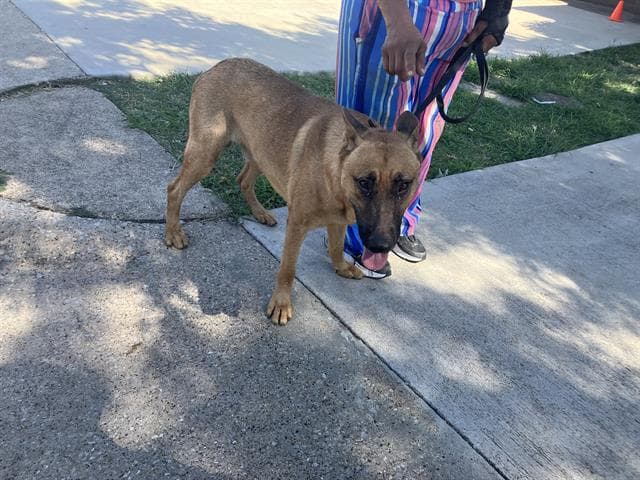 Chiquito Jr - German Shepherd Dog