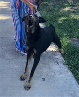 Blacky image 1