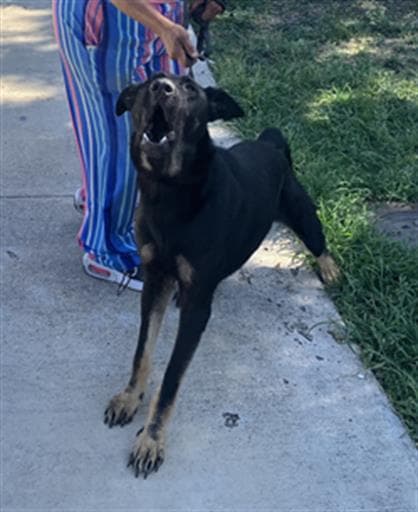 Blacky - German Shepherd Dog