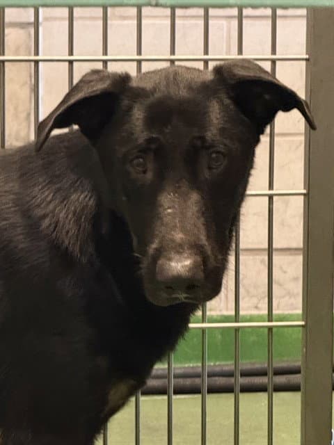 Blacky - German Shepherd Dog