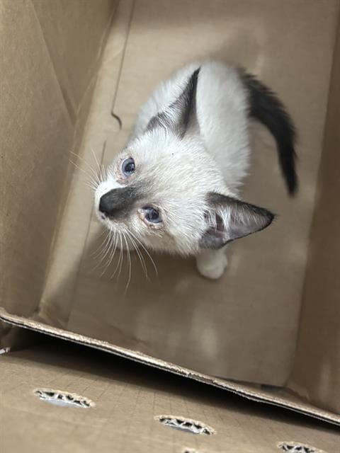Willow - Domestic Short Hair