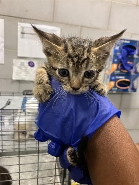 Lincoln - Domestic Short Hair