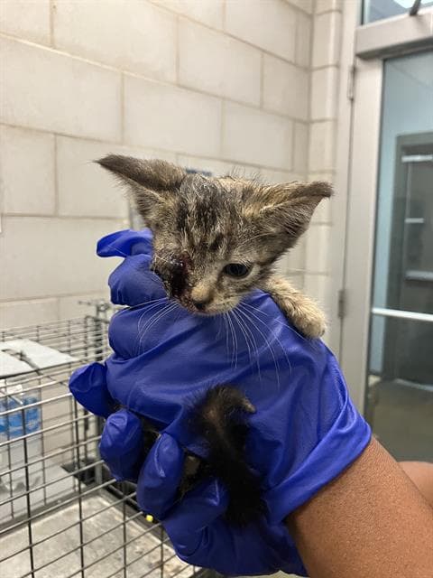 Leni - Domestic Short Hair