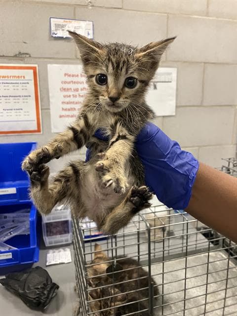 Lola - Domestic Short Hair