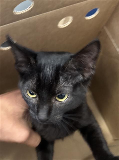 Chanel - Domestic Short Hair