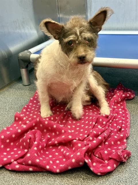 Russell - Cairn Terrier