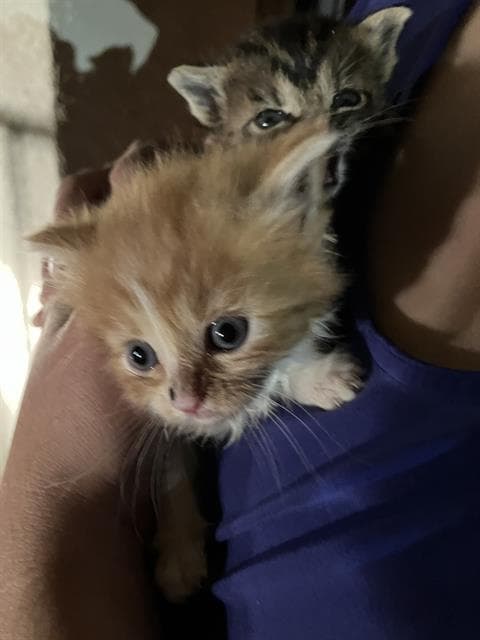 Butter - Domestic Short Hair