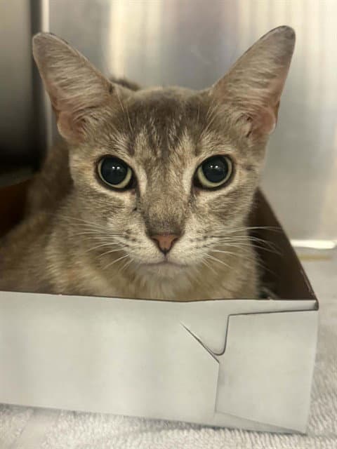 Brandy - Domestic Short Hair