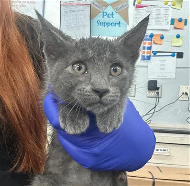 Amaya - Domestic Short Hair