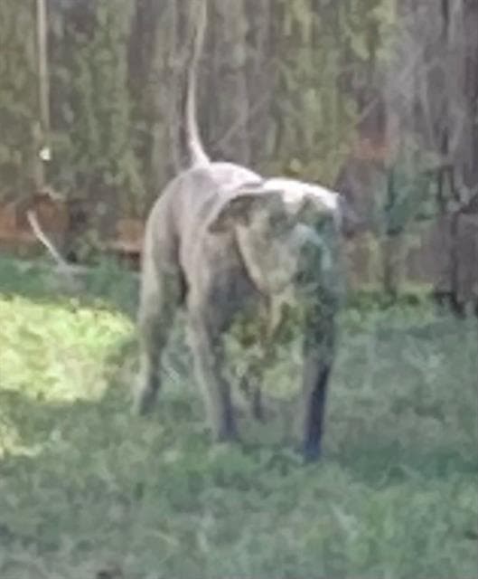 Bob - Pit Bull Terrier
