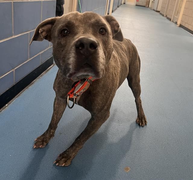 Bob - Pit Bull Terrier