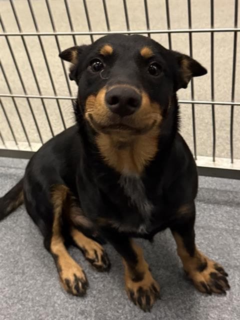 Marley - Dachshund
