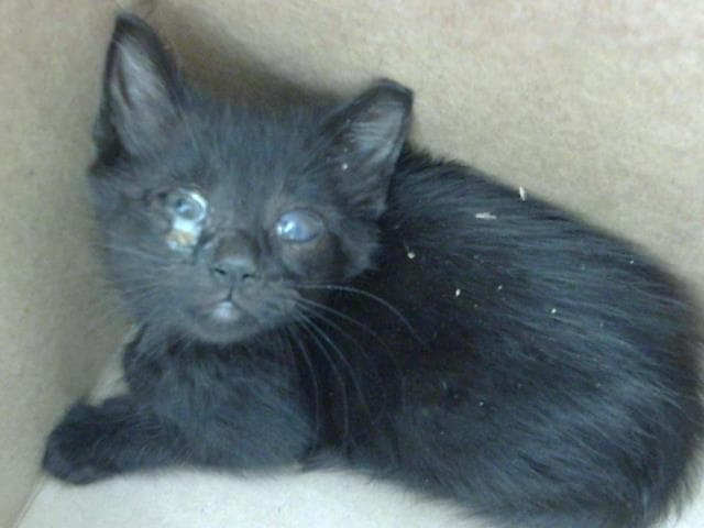 Charmer - Domestic Short Hair