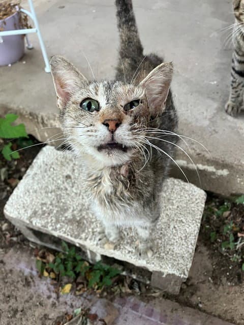 Laura - Domestic Short Hair
