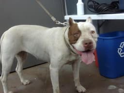 Chata image 1