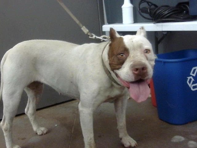Chata - Pit Bull Terrier