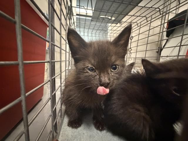 Dew - Domestic Short Hair