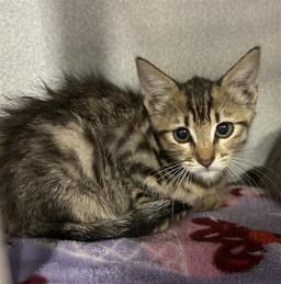 Remy image 1