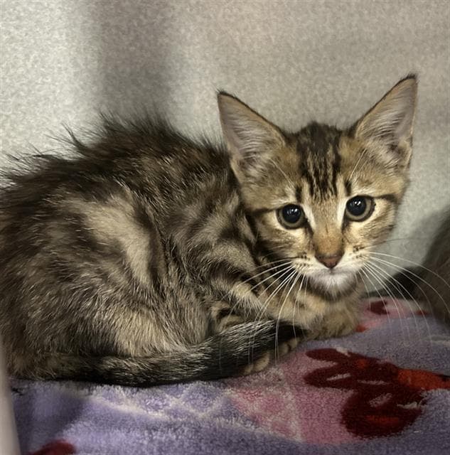 Remy - Domestic Medium Hair