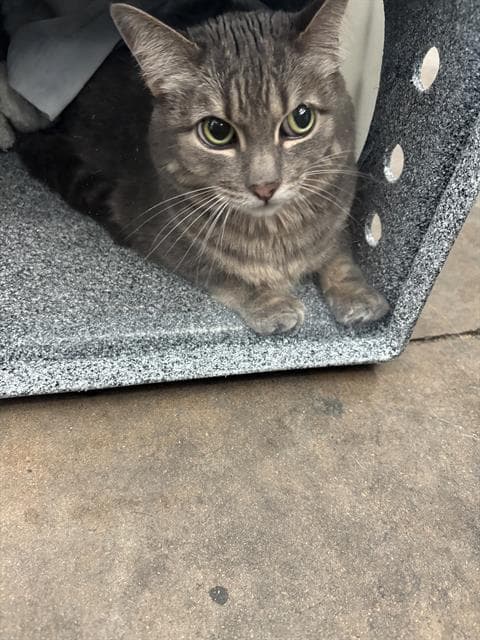 Lily - Domestic Short Hair