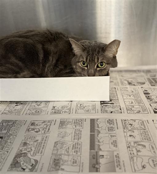 Lily - Domestic Short Hair