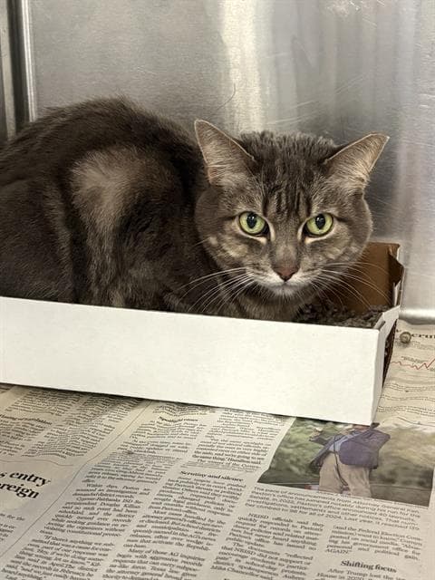 Lily - Domestic Short Hair