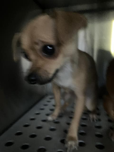 Cinammon - Chihuahua