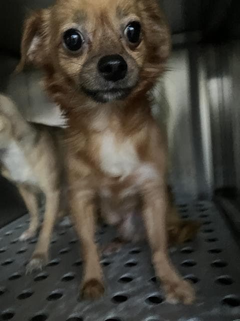 Jojo - Chihuahua