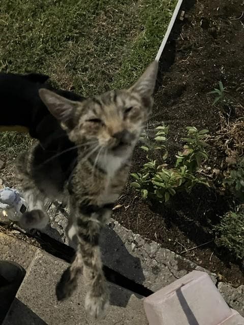 Fairy - Domestic Short Hair