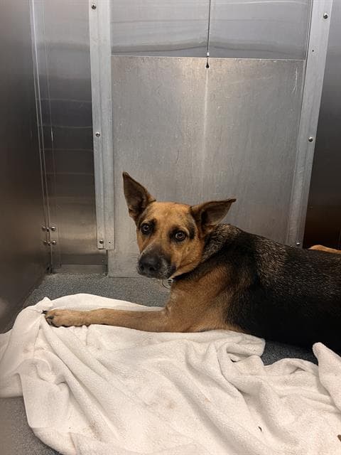 Oso - German Shepherd Dog