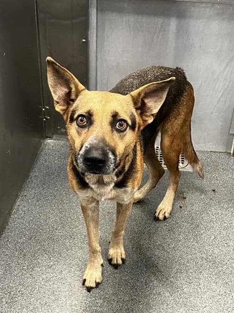 Oso - German Shepherd Dog
