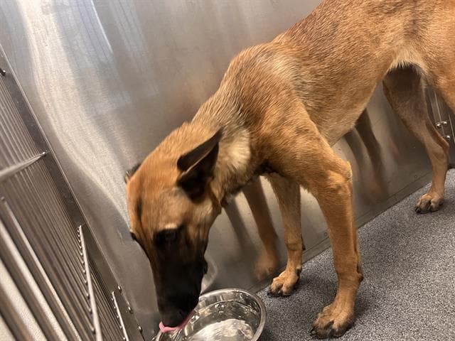 Lucy - Belgian Shepherd Malinois