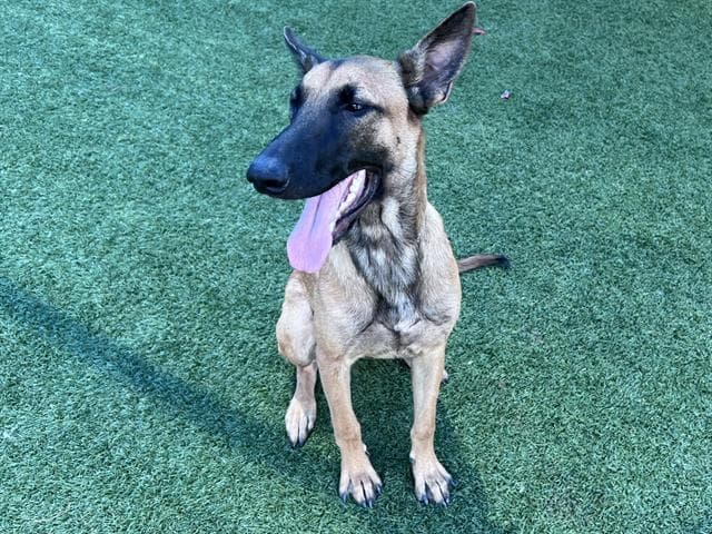 Lucy - Belgian Shepherd Malinois