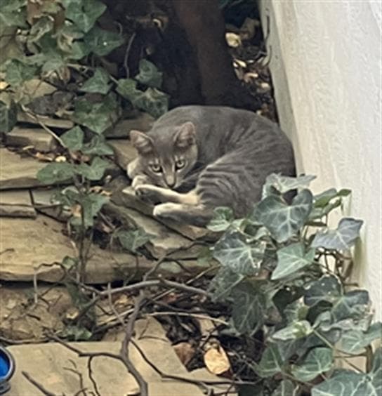 Tommy - Domestic Short Hair