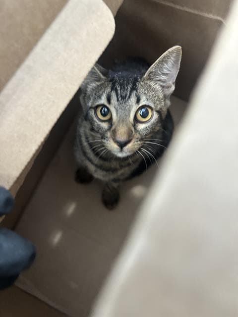 Nimbus - Domestic Short Hair