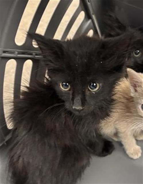 Jack - Domestic Medium Hair