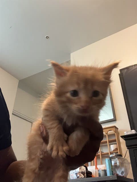 Hutchin - Domestic Short Hair