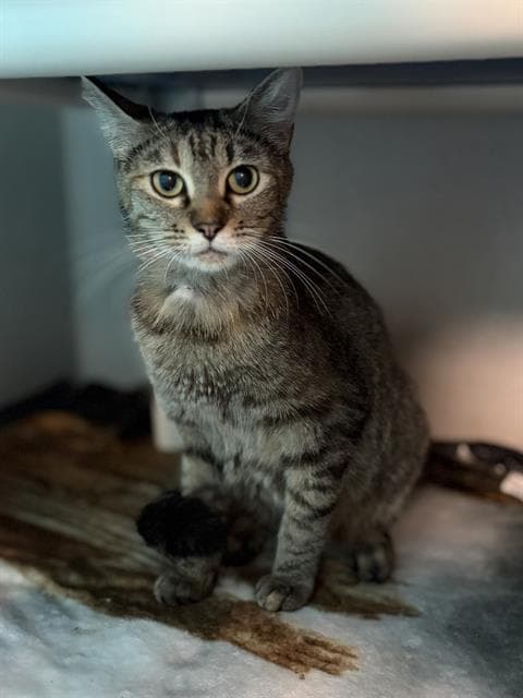 Rainbow - Domestic Short Hair