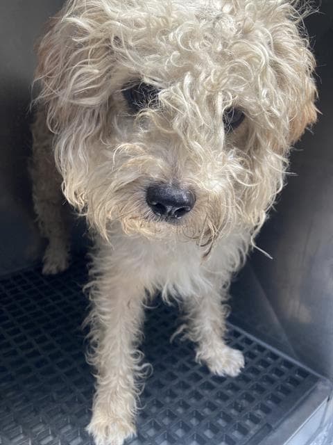 Shaggy - Poodle (Standard)