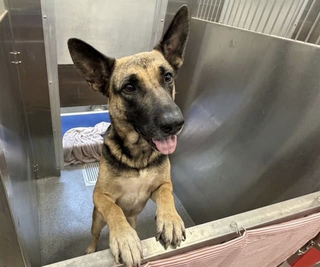Twinkle - German Shepherd Dog