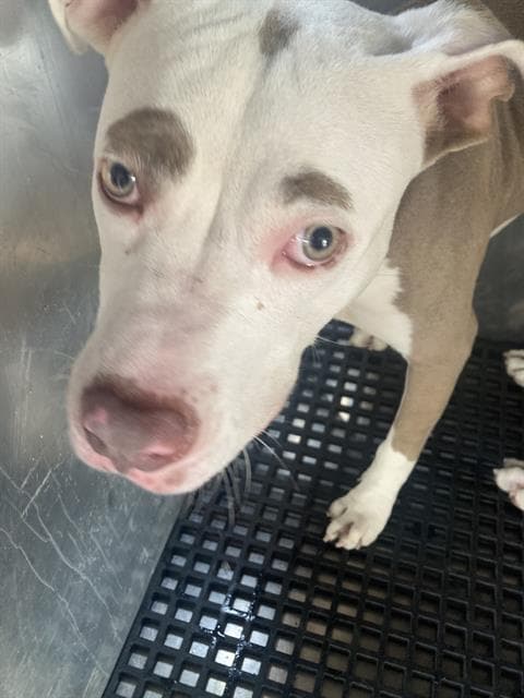 Milly - Pit Bull Terrier