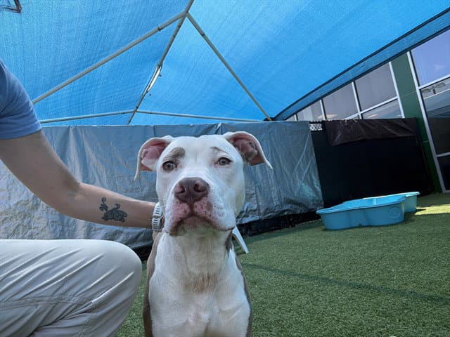 Milly - Pit Bull Terrier