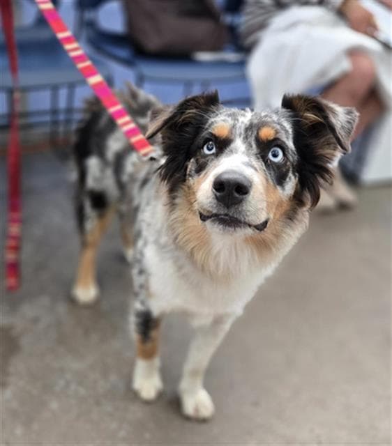 Nala - Australian Shepherd