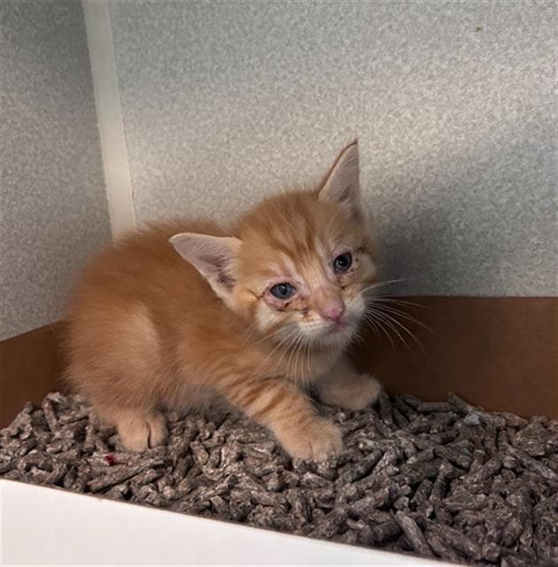 Castor - Domestic Short Hair