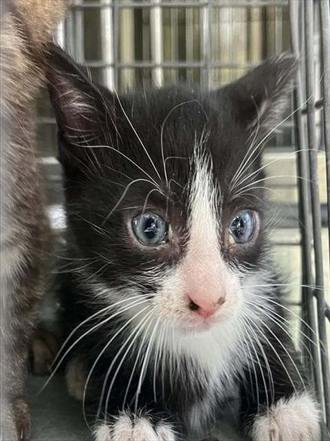 Debby - Domestic Short Hair